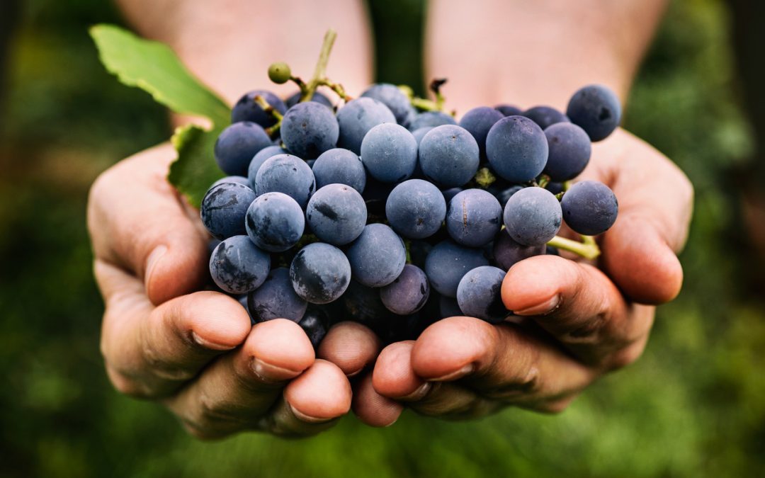 Black Grapes for Diabetes – Healthy or Risky?