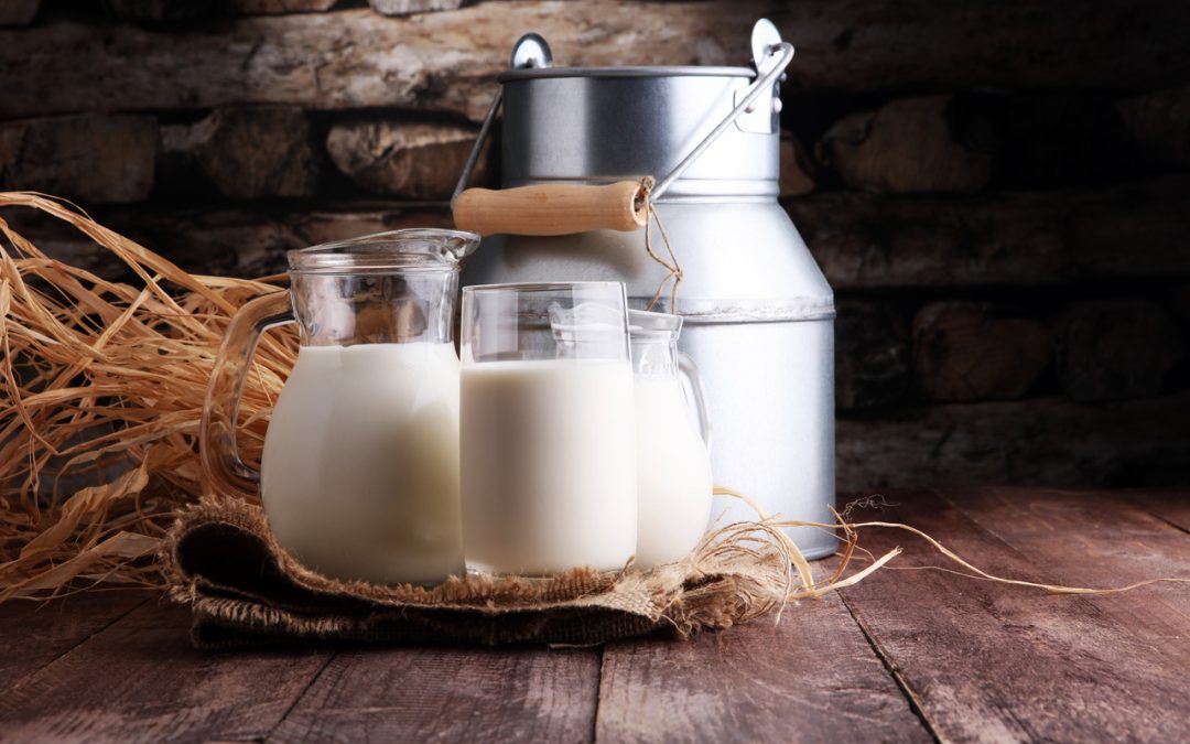 Buffalo Milk For Weight Loss — Finding the Facts