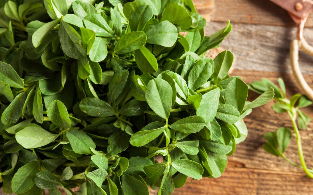 Fenugreek for Diabetes Patients – An Expert's Advise