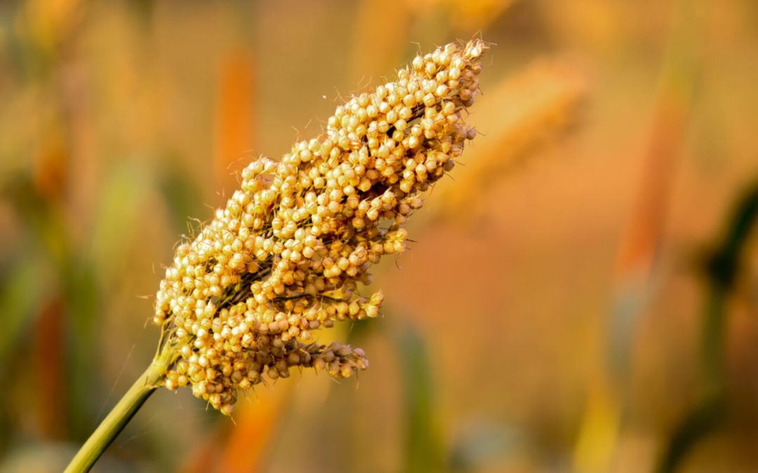 Jowar (Sorghum) – Benefits, Nutrition, & Recipes – HealthifyMe