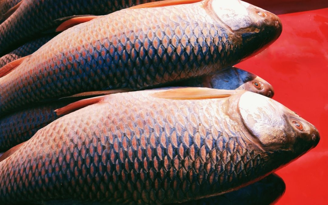 Rohu Fish: Nutritional Profile, Health Benefits- HealthifyMe