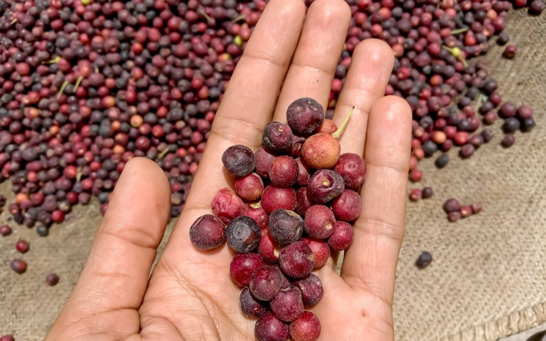 Phalsa: Nutrition, Benefits And Precautions: HealthifyMe