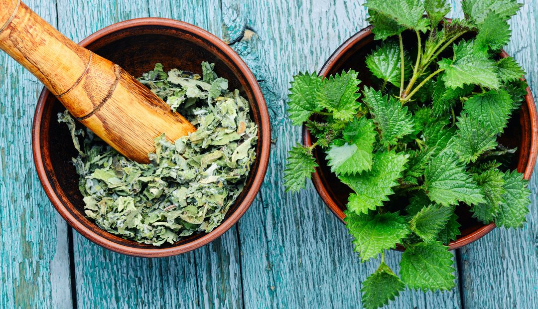 Nettle Leaf: A Wild Gem Of Health Benefits: HealthifyMe